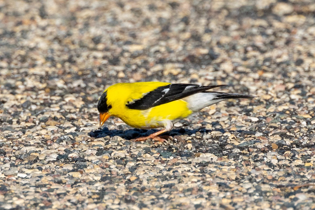 American Goldfinch - ML620793296