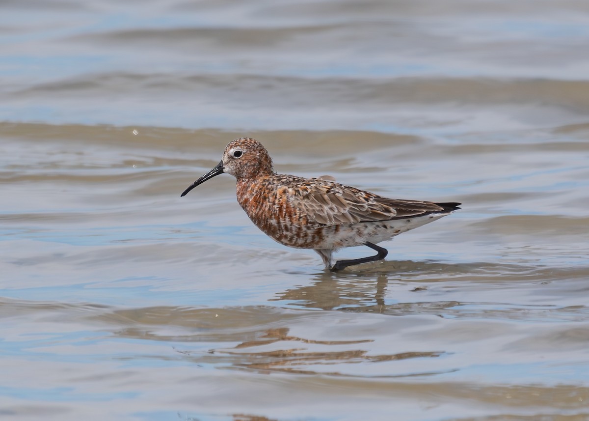 Curlew Sandpiper - Andy Liu