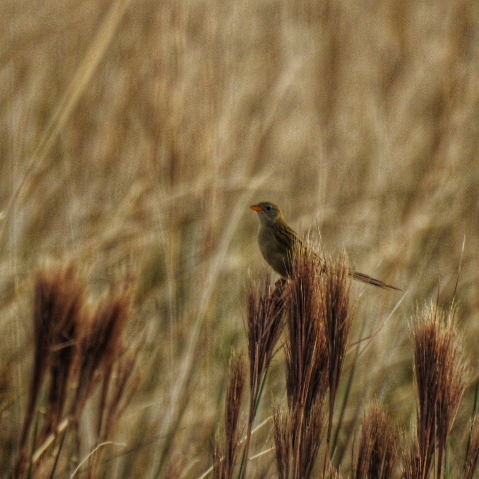 Wedge-tailed Grass-Finch - ML620793302