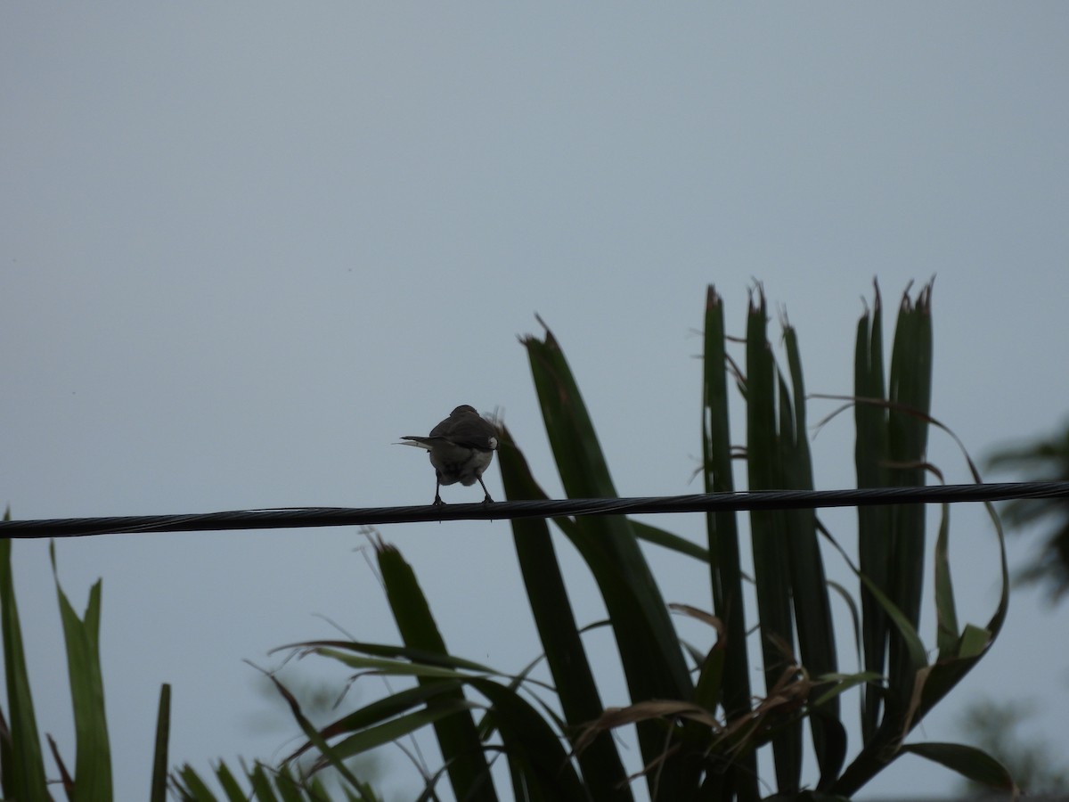 Northern Mockingbird - ML620793303