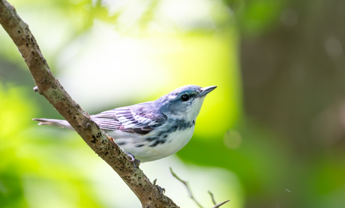 Cerulean Warbler - ML620793304