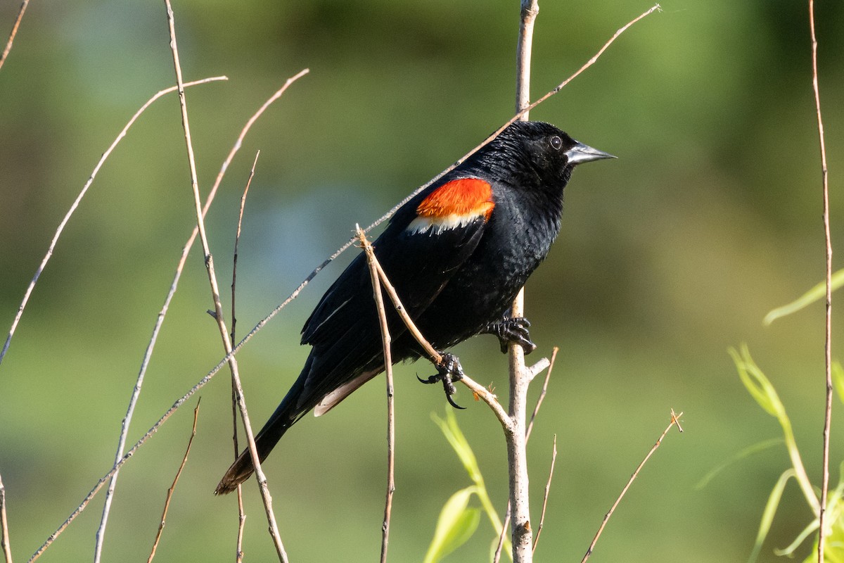 Red-winged Blackbird - ML620793307