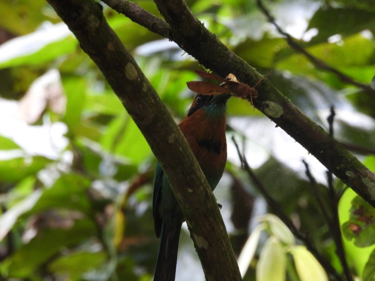 Broad-billed Motmot - ML620793309