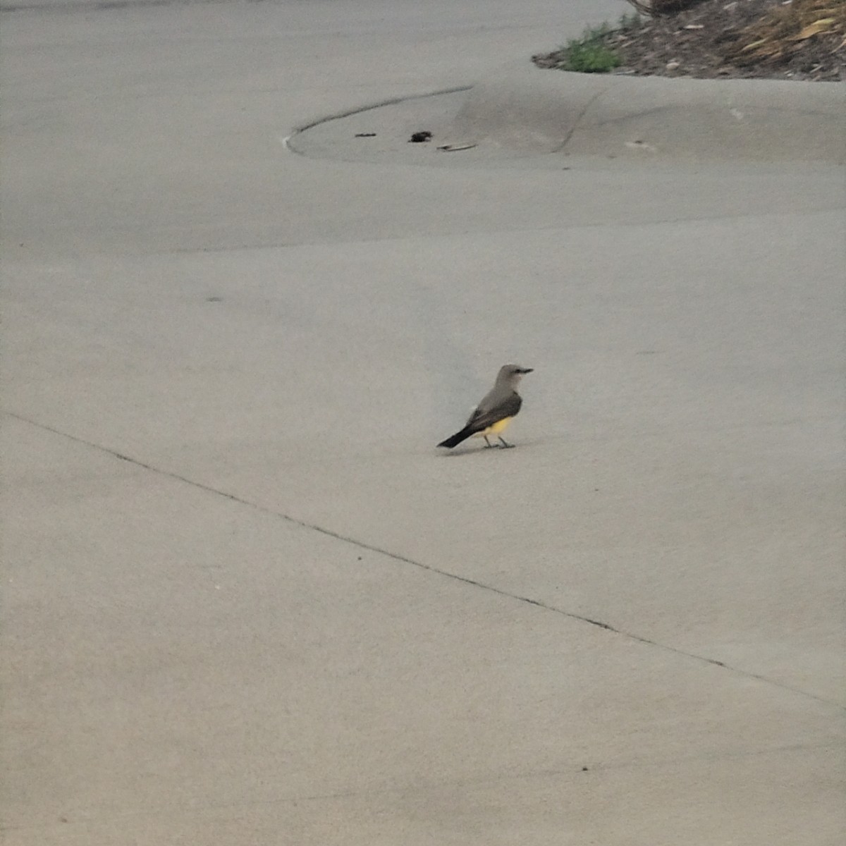 Eastern Kingbird - Milk S