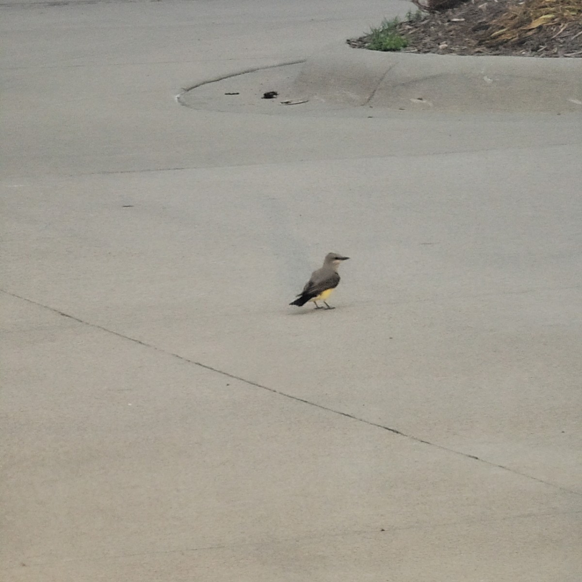 Eastern Kingbird - ML620793311