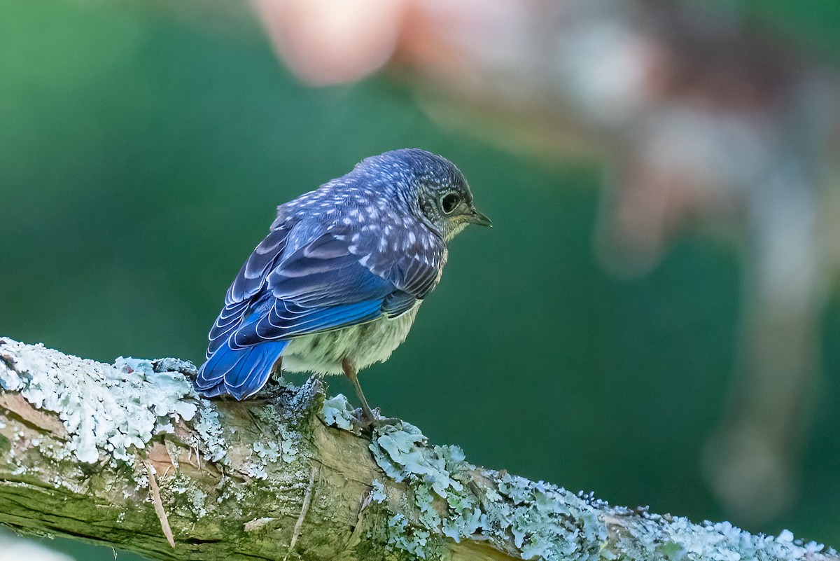 Eastern Bluebird - ML620793314