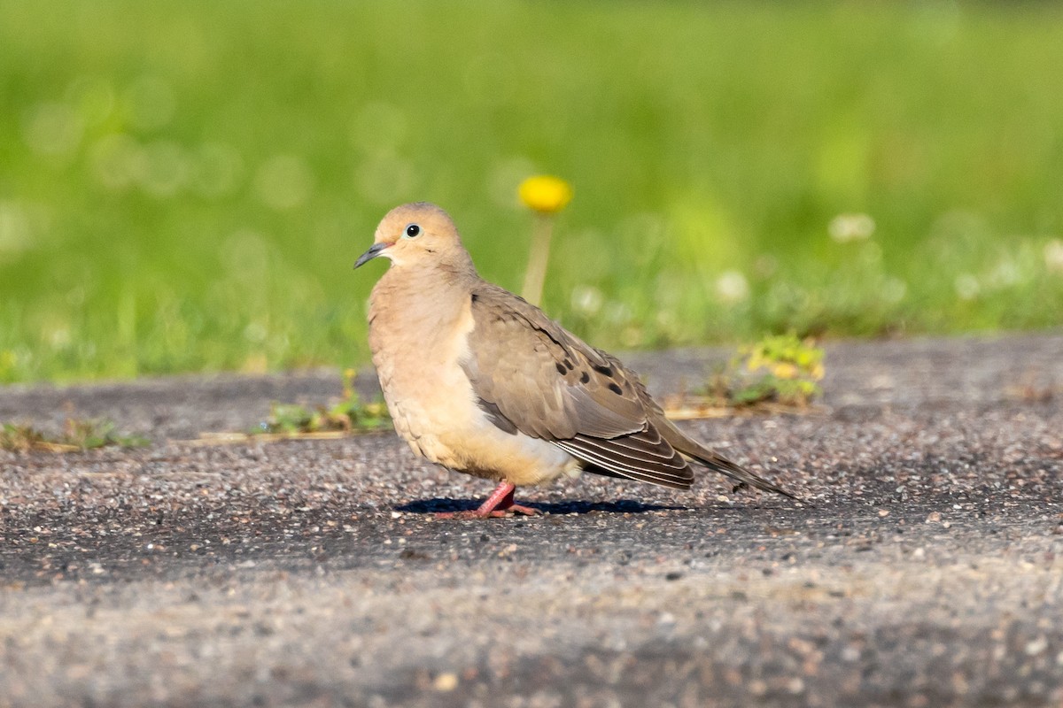 Mourning Dove - ML620793316