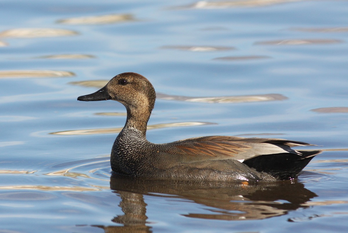 Gadwall - ML620793317