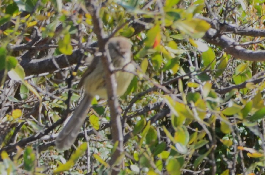 prinia sp. - ML620793319