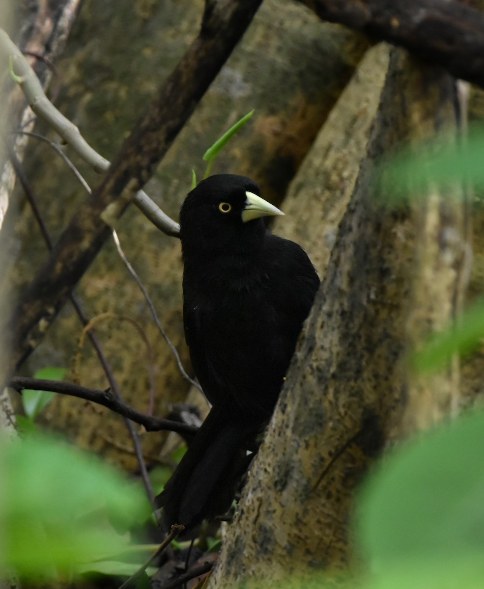 Yellow-billed Cacique - ML620793320