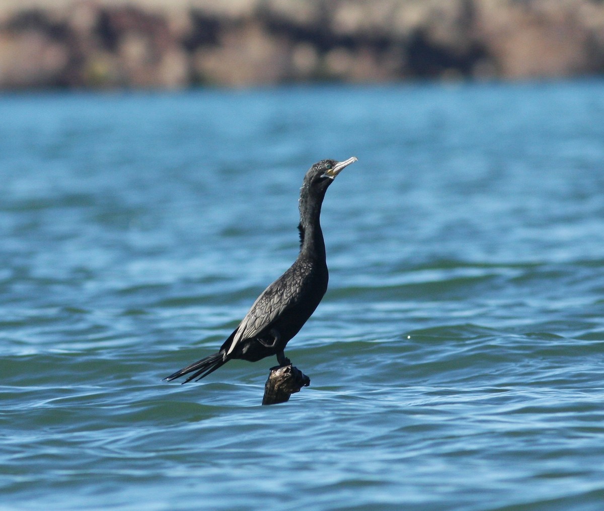 Neotropic Cormorant - ML620793327