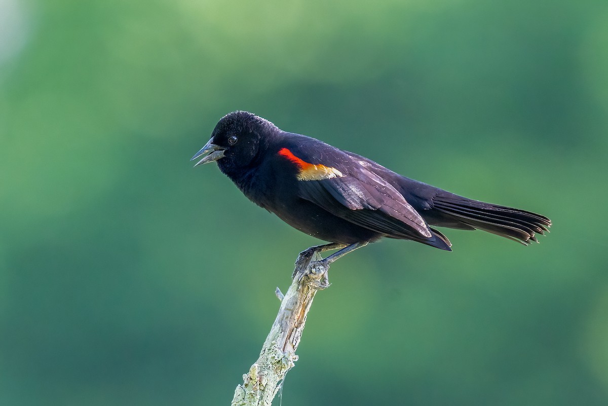 Red-winged Blackbird - ML620793328