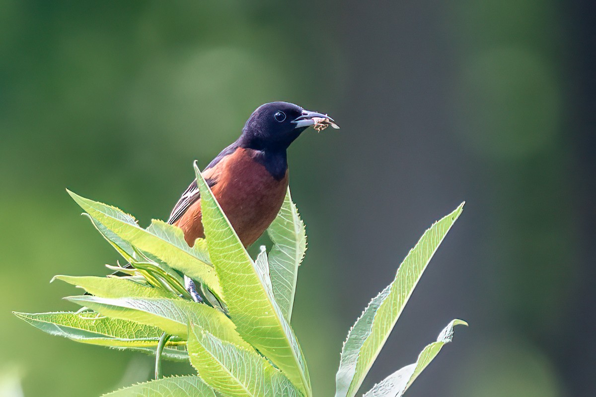 Orchard Oriole - ML620793331
