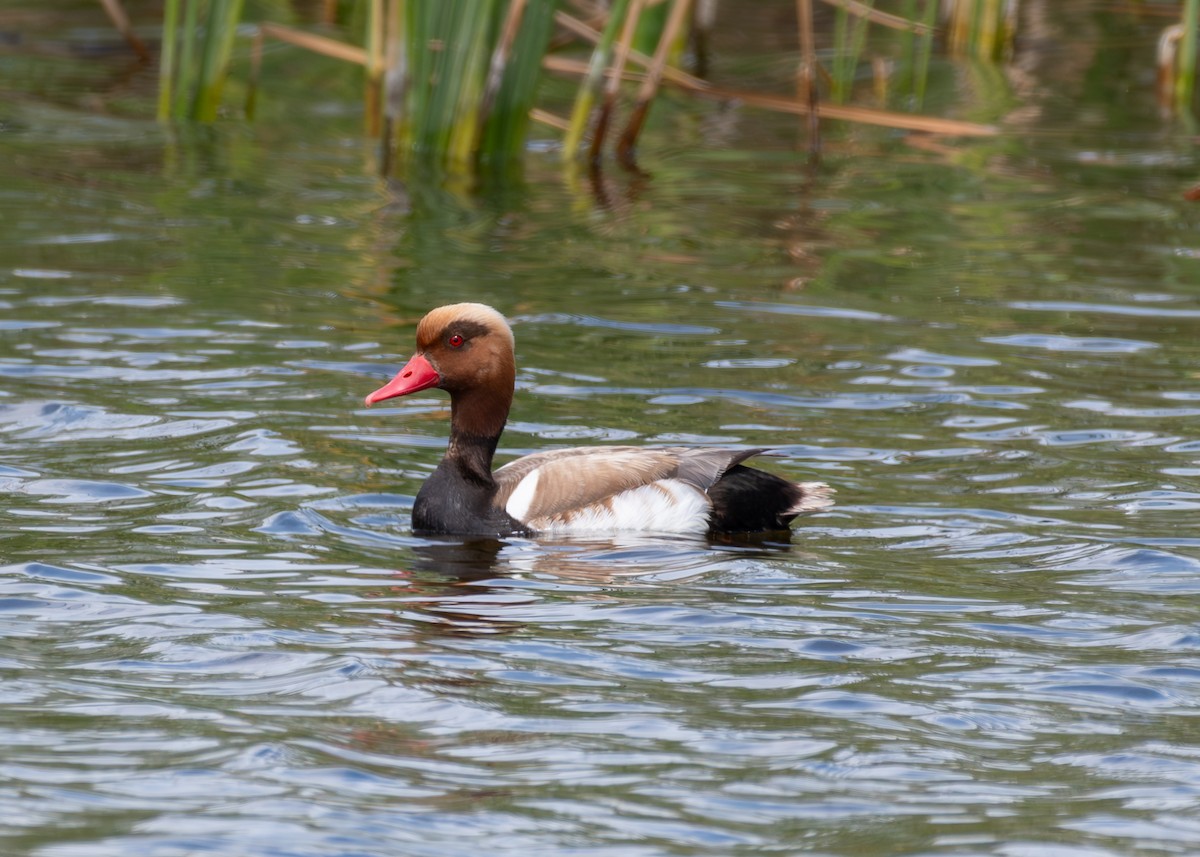 Red-crested Pochard - Andy Liu