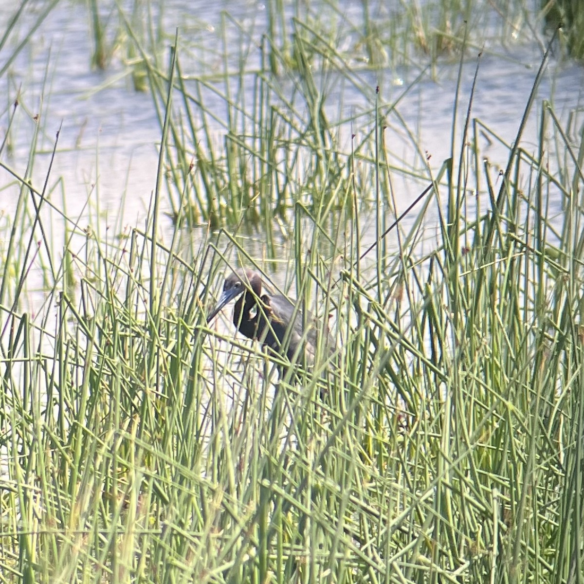 Little Blue Heron - ML620793339