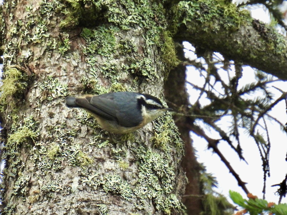 Red-breasted Nuthatch - ML620793340