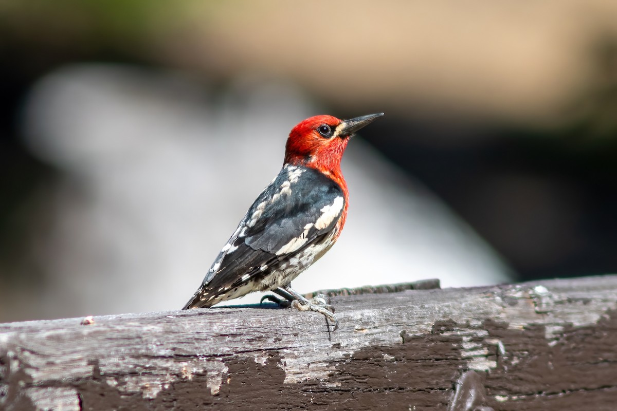 Red-breasted Sapsucker - ML620793344