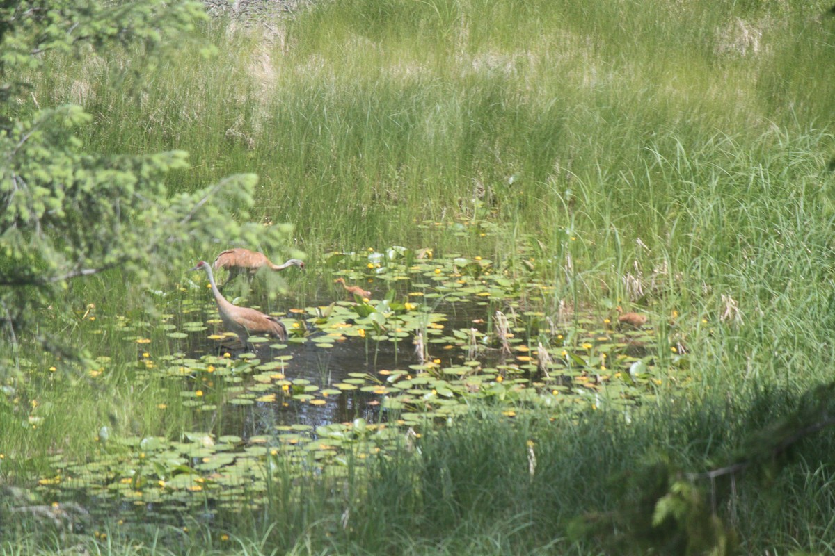 Sandhill Crane - ML620793347