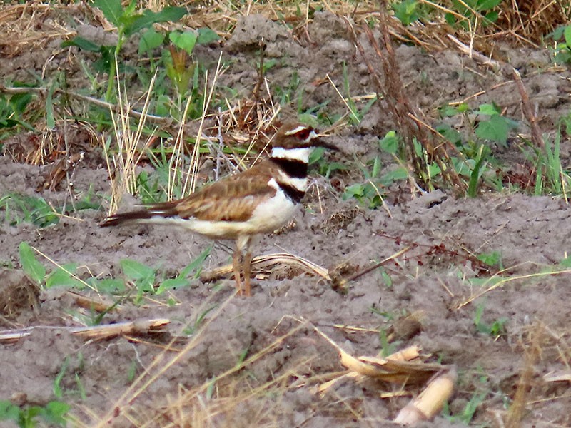 Killdeer - ML620793350