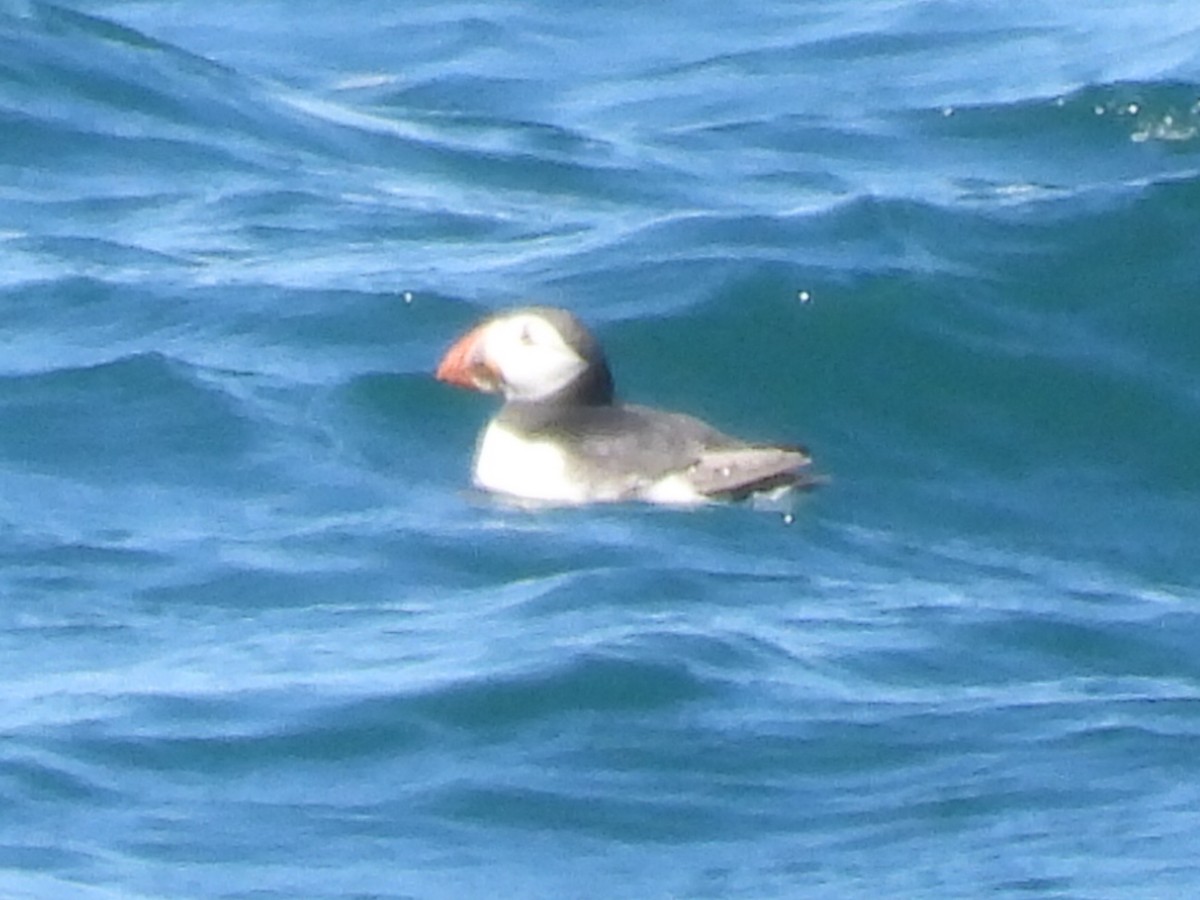 Atlantic Puffin - ML620793352