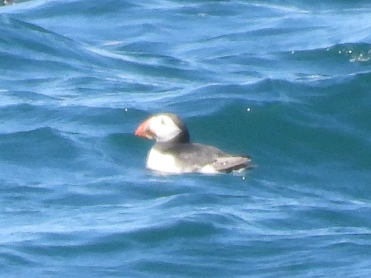 Atlantic Puffin - ML620793353