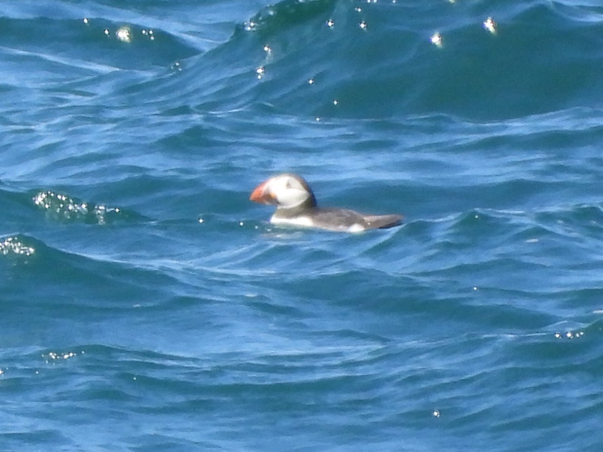 Atlantic Puffin - ML620793354