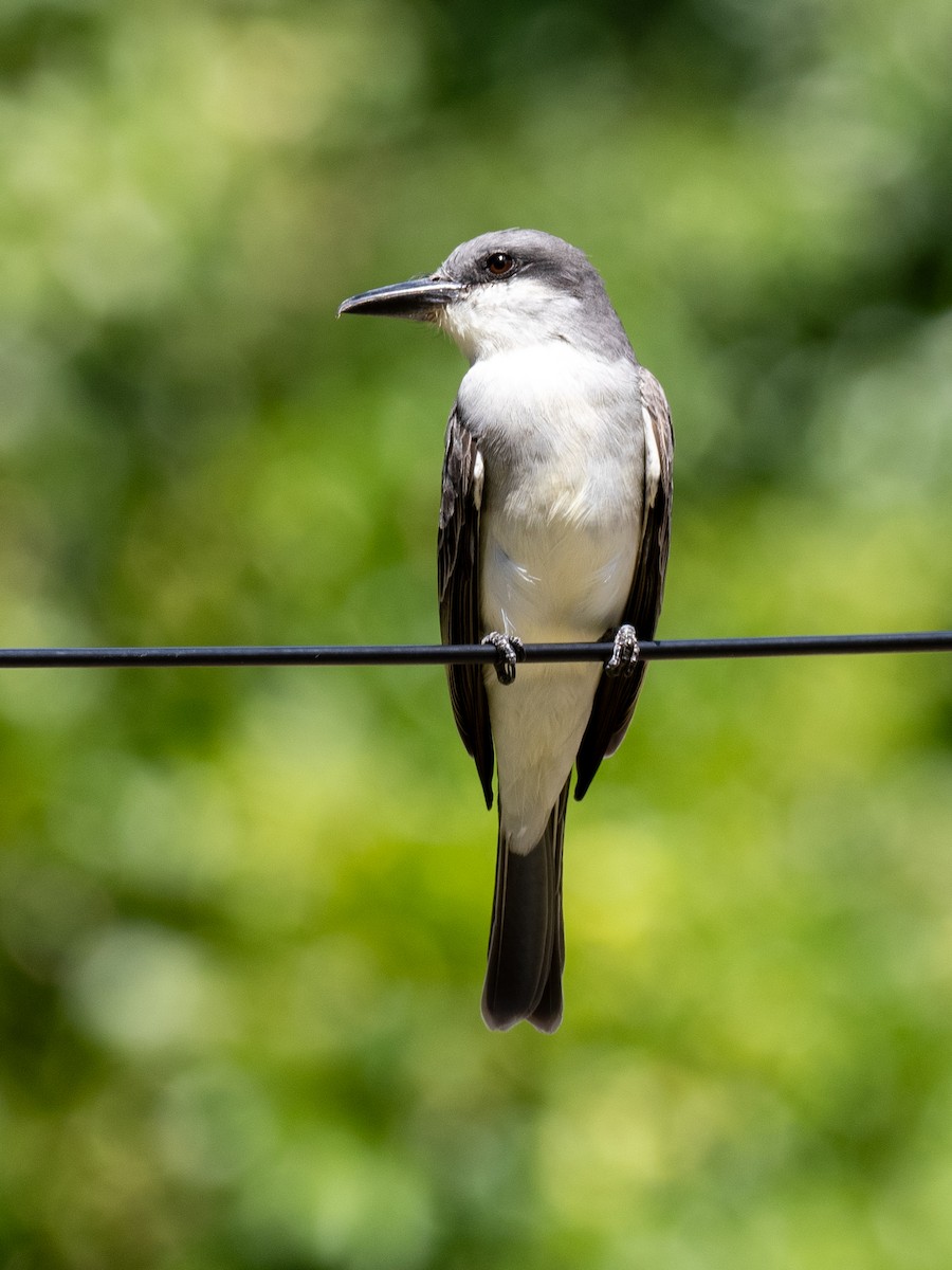 Gray Kingbird - ML620793355