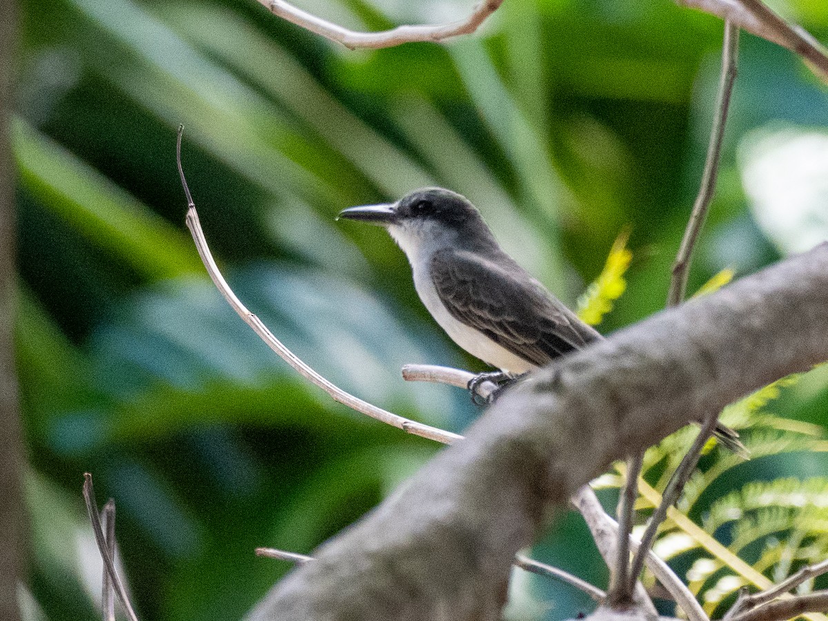 Gray Kingbird - ML620793356