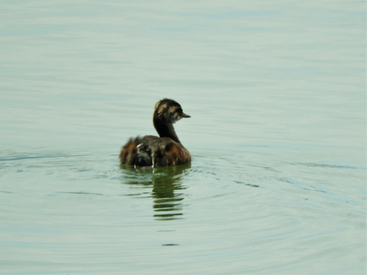 White-tufted Grebe - ML620793357