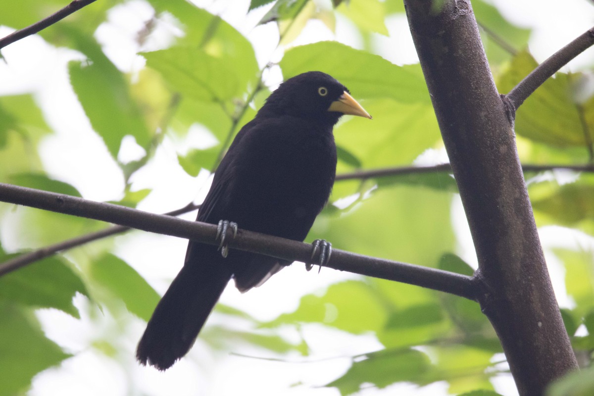 Yellow-billed Cacique - ML620793359