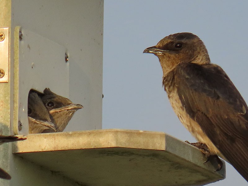 Purple Martin - ML620793363