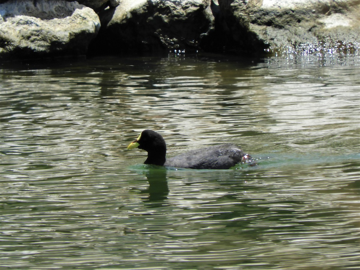 Red-gartered Coot - Jorge Juan Rueda