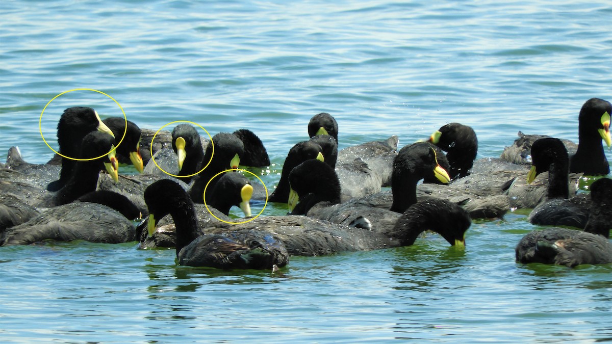 White-winged Coot - ML620793376