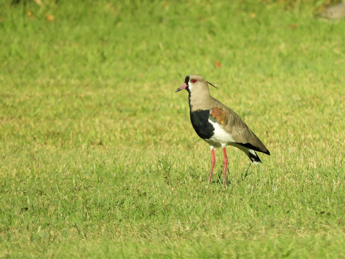 Southern Lapwing - ML620793380