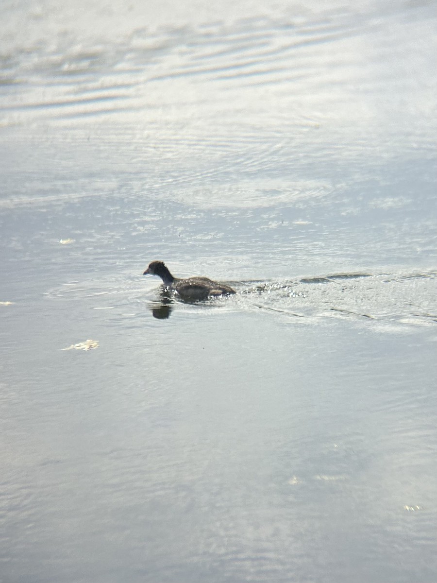 American Coot - ML620793382