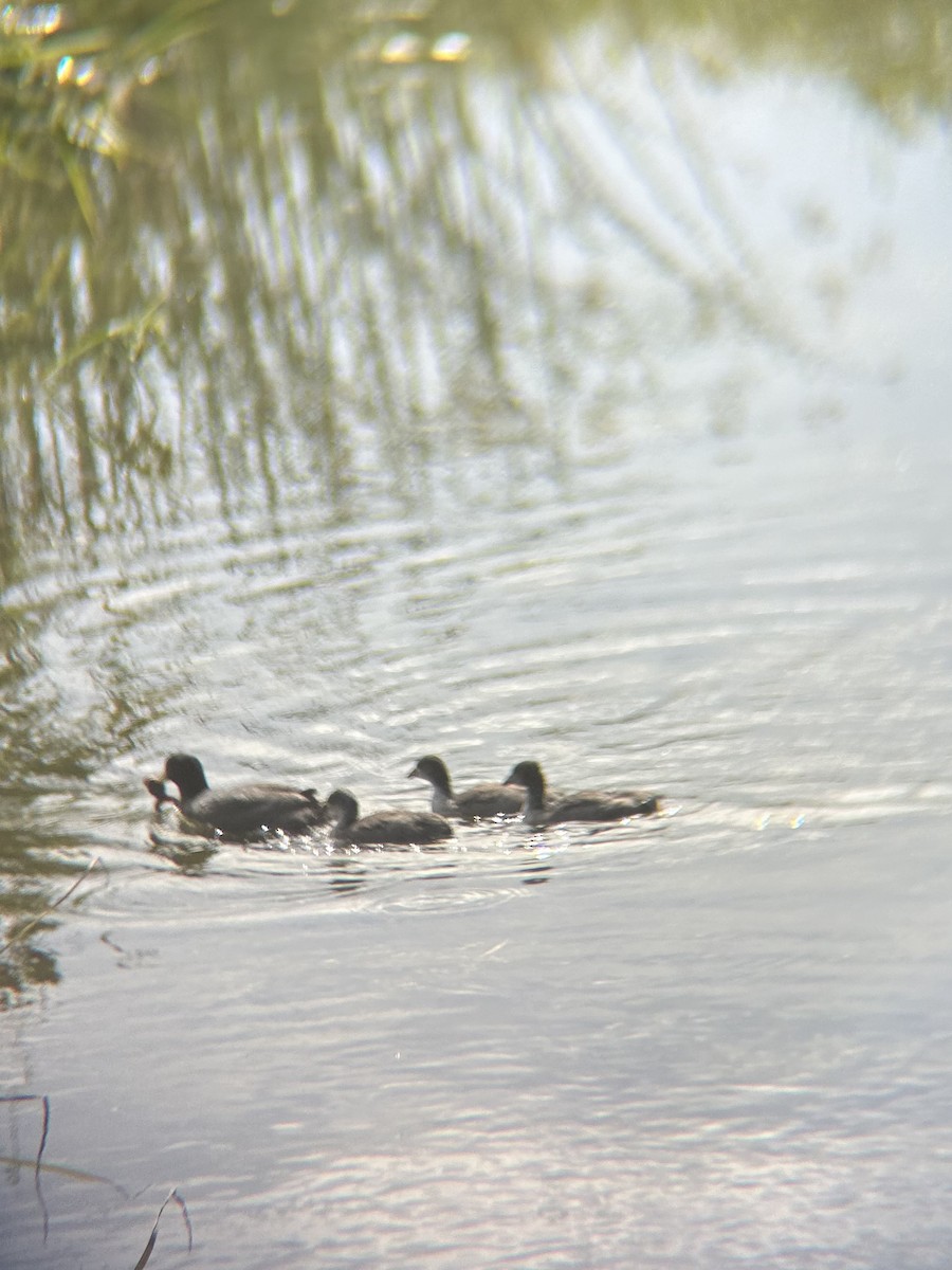 American Coot - ML620793385