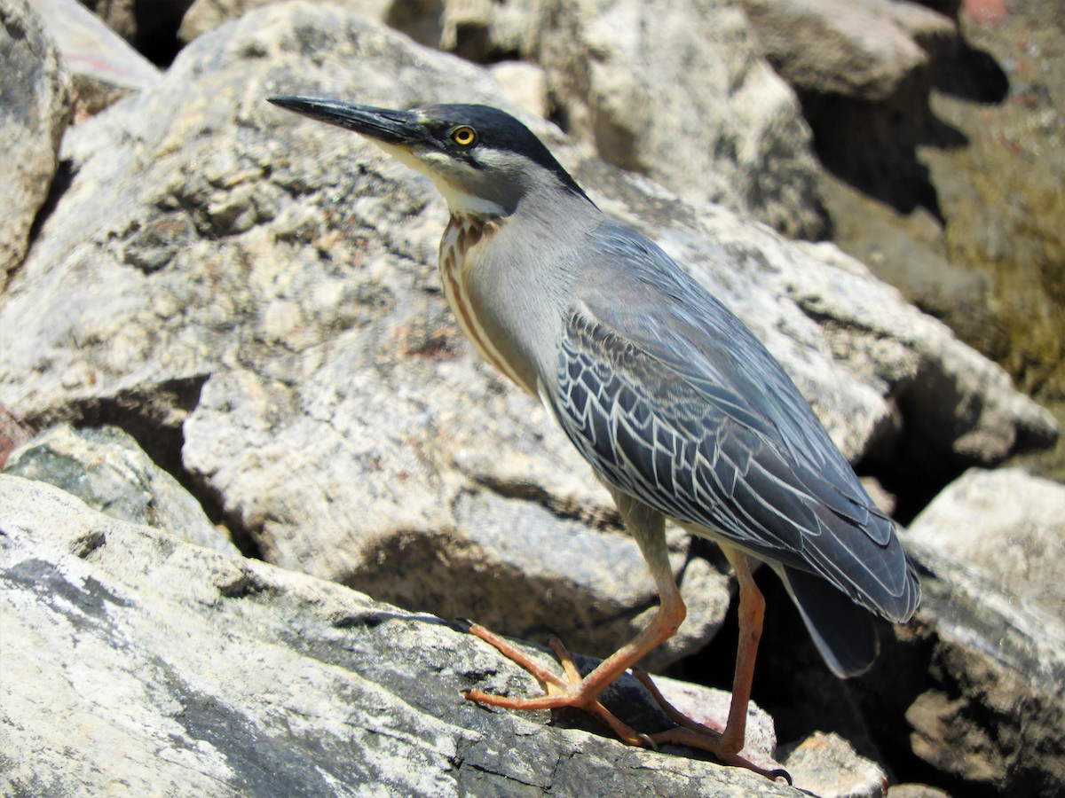 Striated Heron - ML620793395