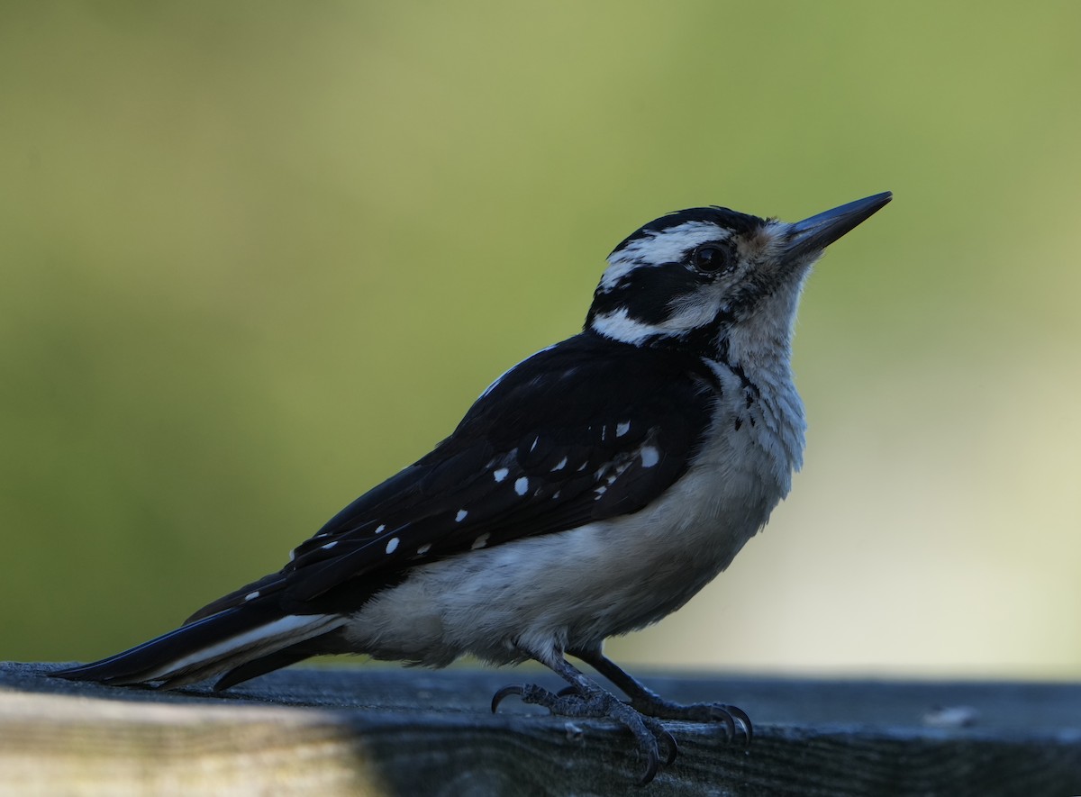 Hairy Woodpecker - ML620793396