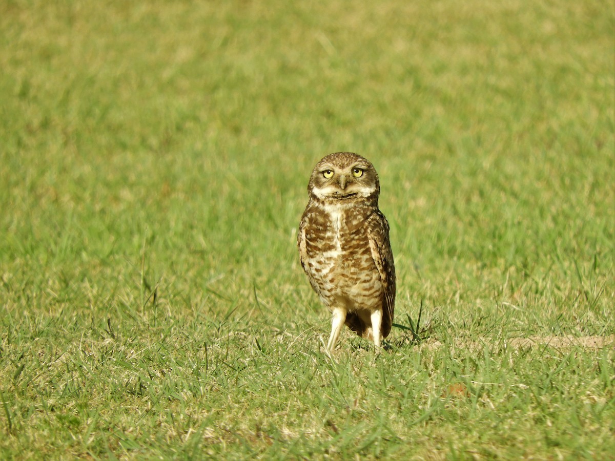 Burrowing Owl - ML620793397