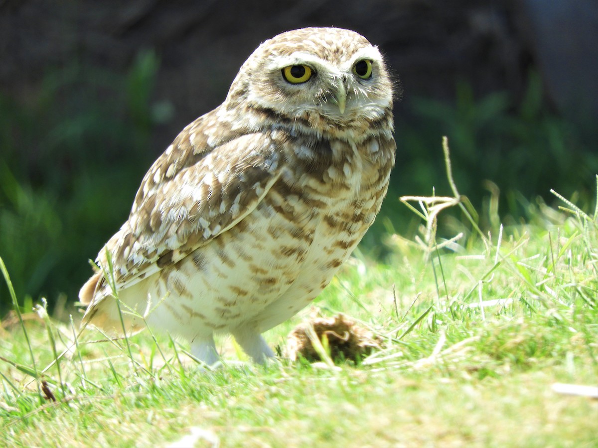 Burrowing Owl - ML620793398