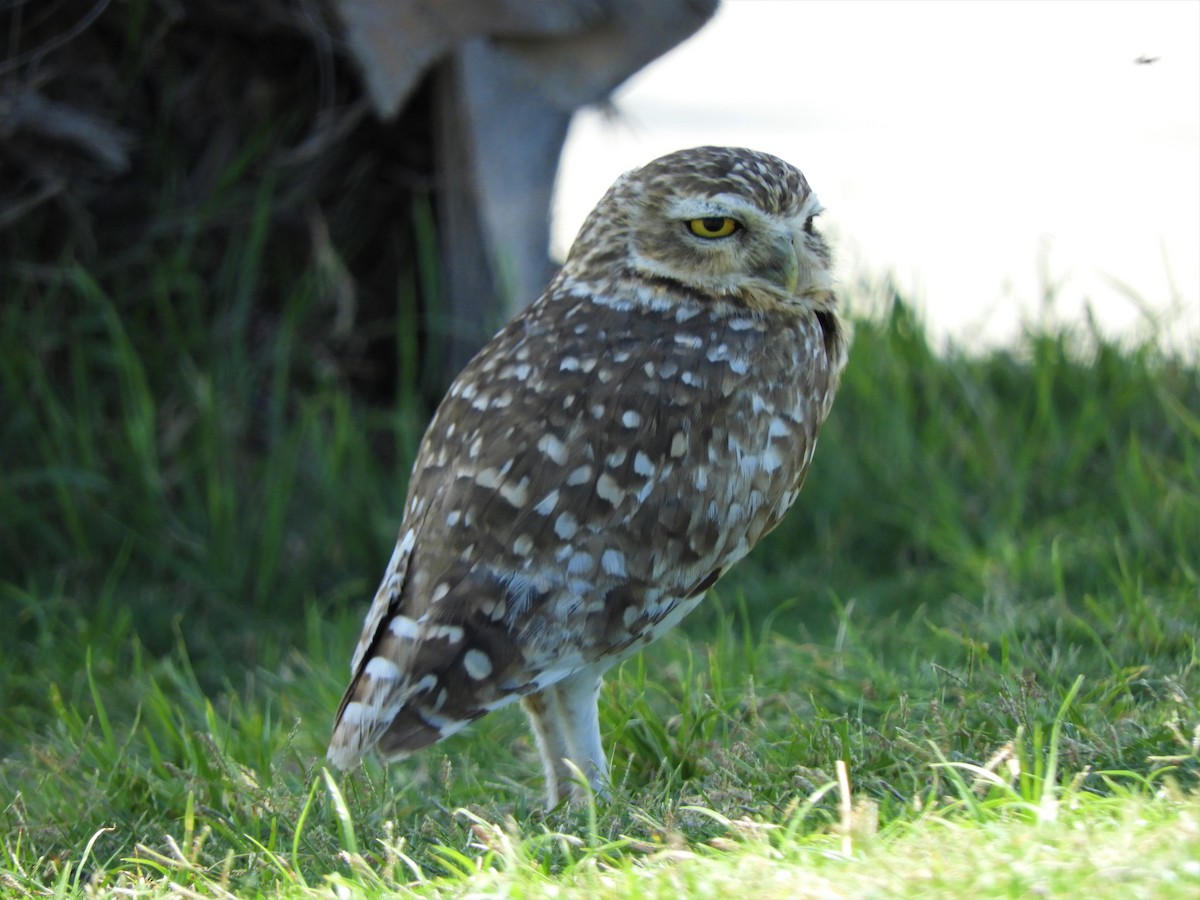 Burrowing Owl - ML620793399