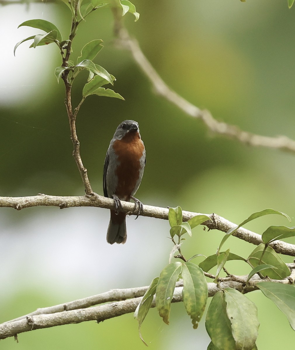 Chestnut-bellied Seedeater - ML620793400