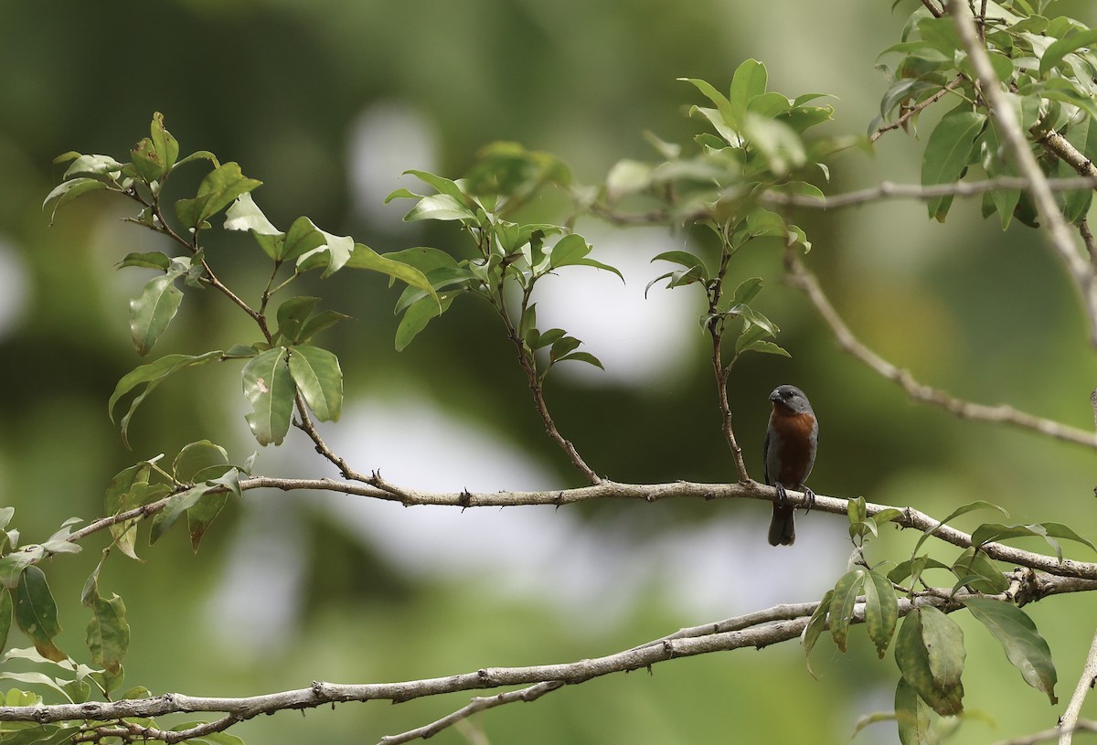 Chestnut-bellied Seedeater - ML620793403