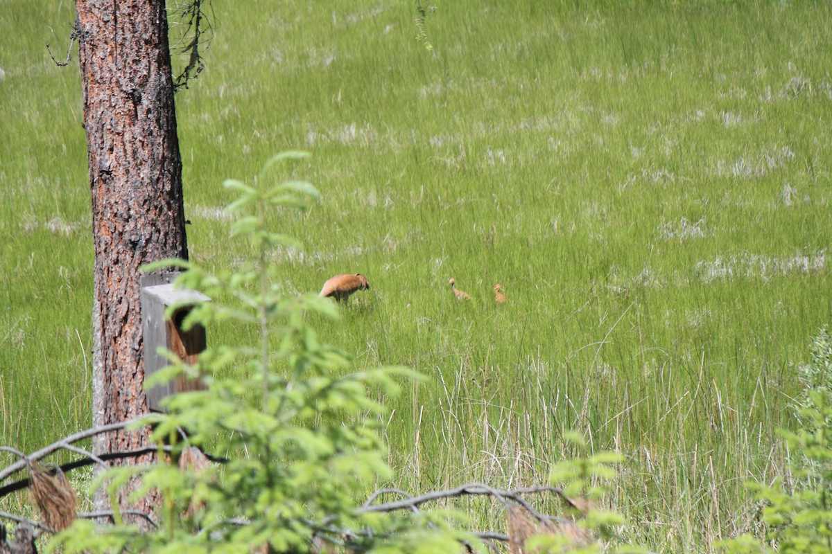 Sandhill Crane - ML620793405