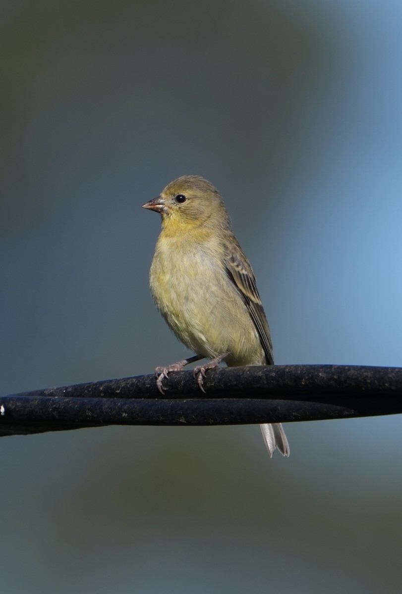 Lesser Goldfinch - Pete Sole