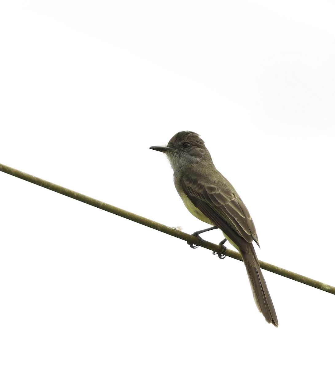 Short-crested Flycatcher - ML620793411