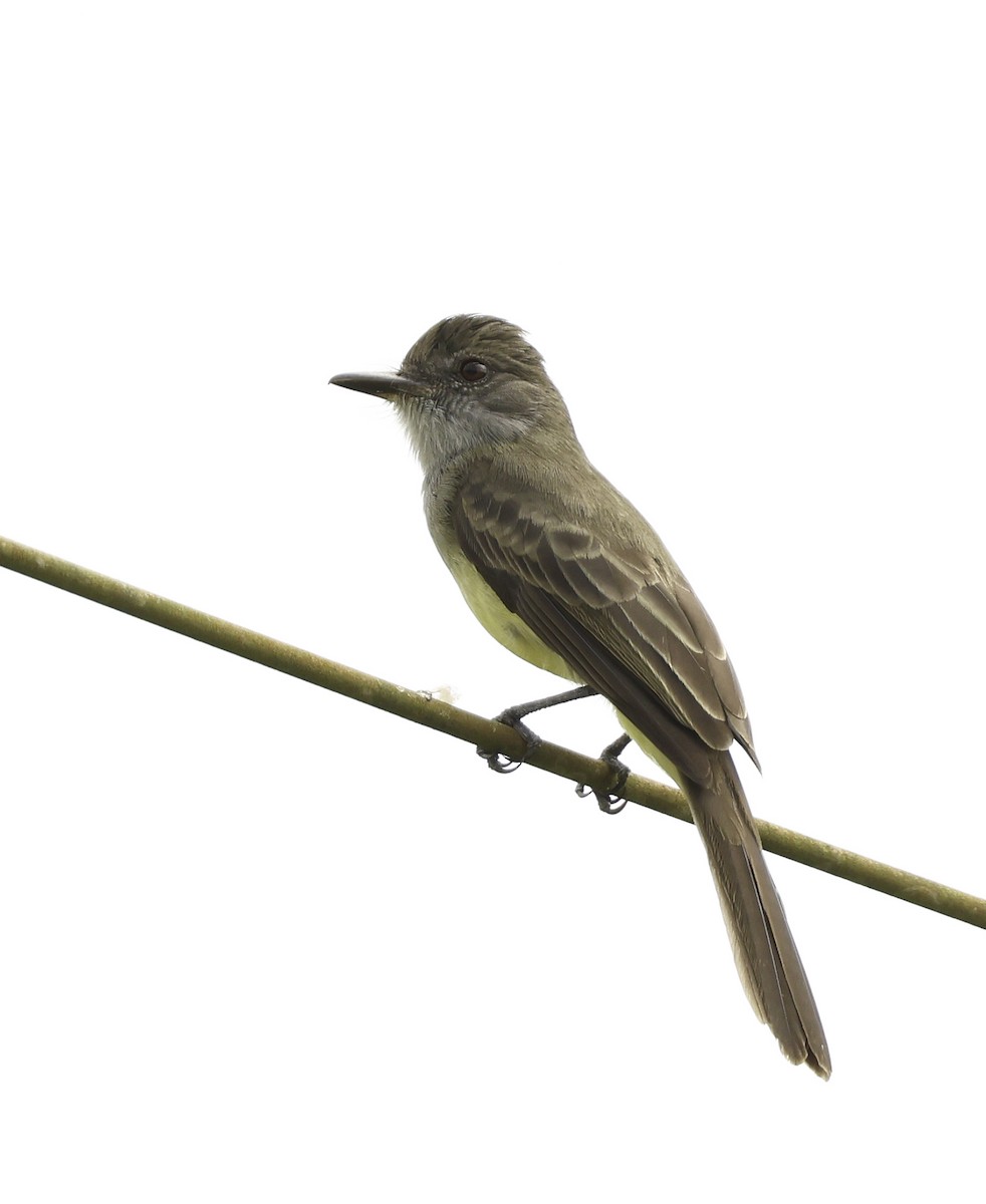 Short-crested Flycatcher - ML620793412