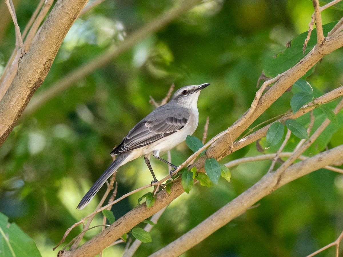 Tropical Mockingbird - ML620793413