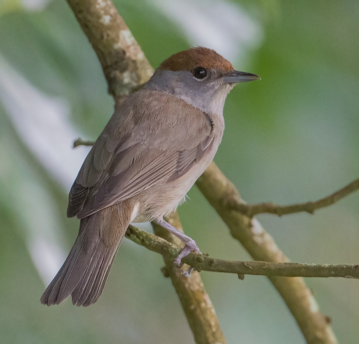 Eurasian Blackcap - ML620793414