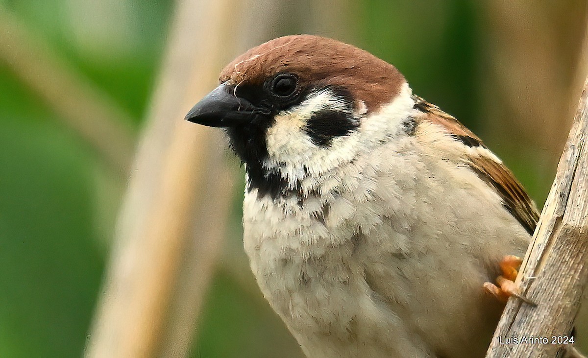 Eurasian Tree Sparrow - ML620793416